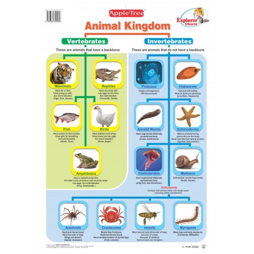 Animal Kingdom Chart Animal Kingdom Chart