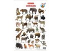 Animals