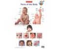 Parts of the Body