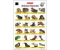 Animal Sounds