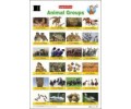 Animal Groups