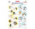 Bird Beaks & Feet Chart