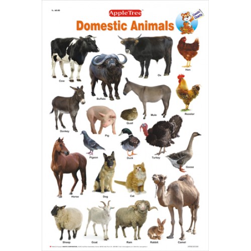 Domestic Animals Chart Domestic Animals Chart
